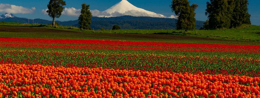 Tulipanes_24102017-845x321