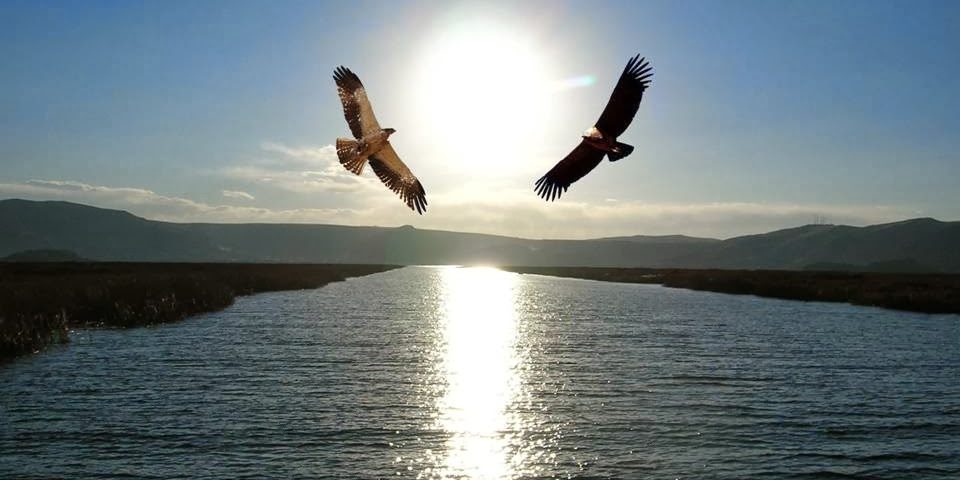 condor-y-aguila1-1-960x480