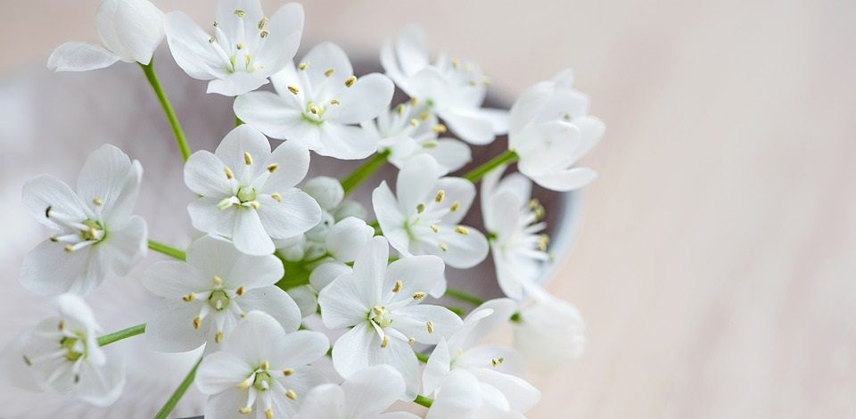 flores-blancas