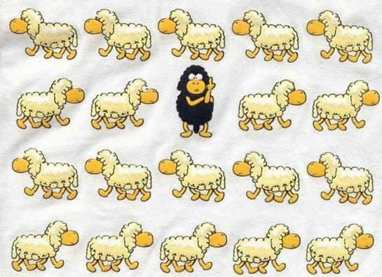 57154412_2596353250440143_5809133878488596480_n