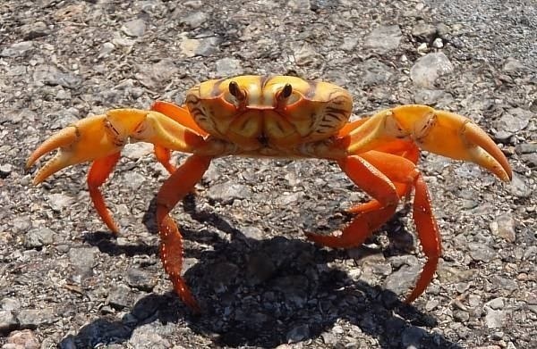 donde-vive-el-cangrejo