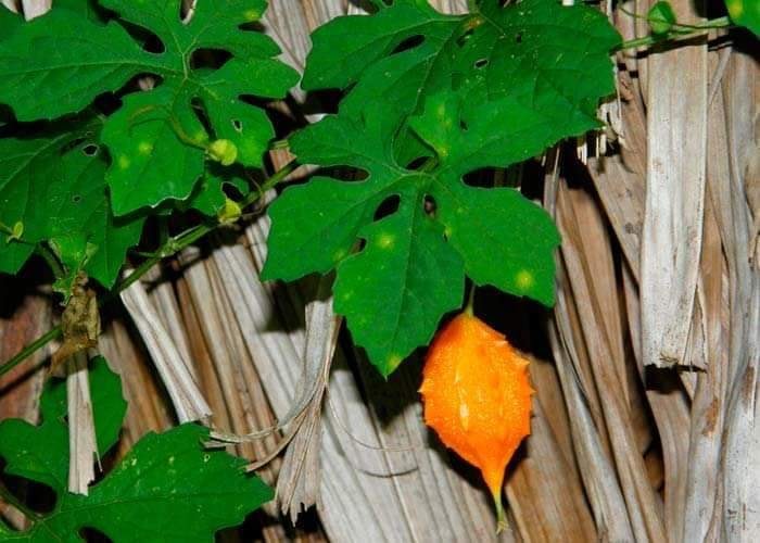 69903563_372703606730453_73779120009379840_n