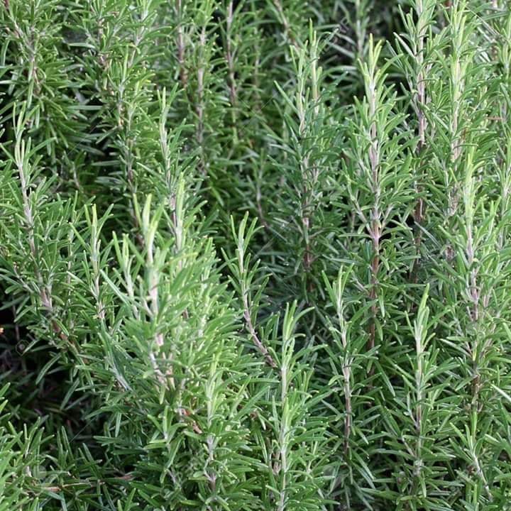 70120629_373285650005582_8158935847912079360_n