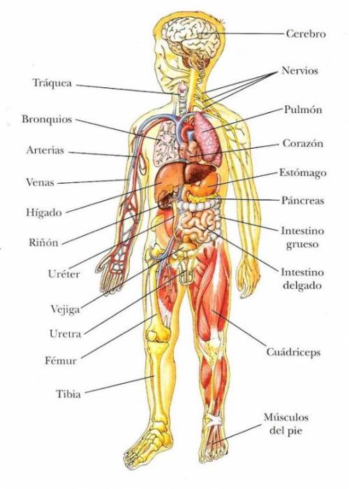 Cuantos-organos-tiene-el-cuerpo-humano