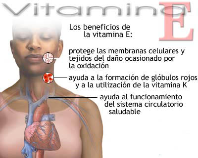 20090505_mgb_Vitamina_E_