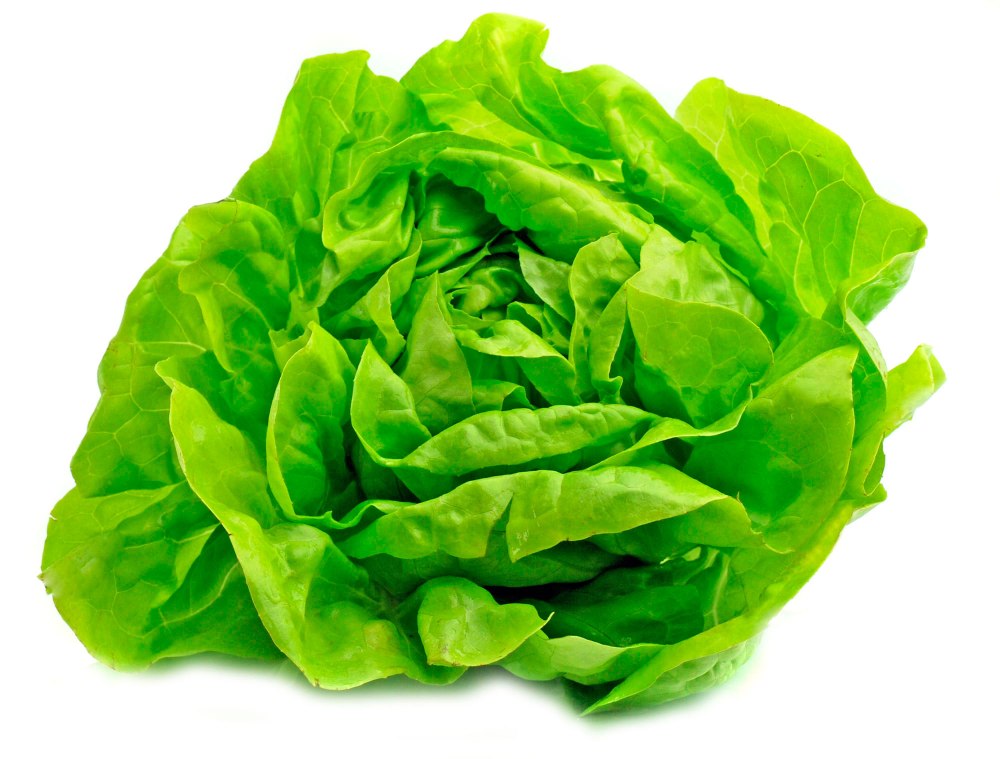 lechuga