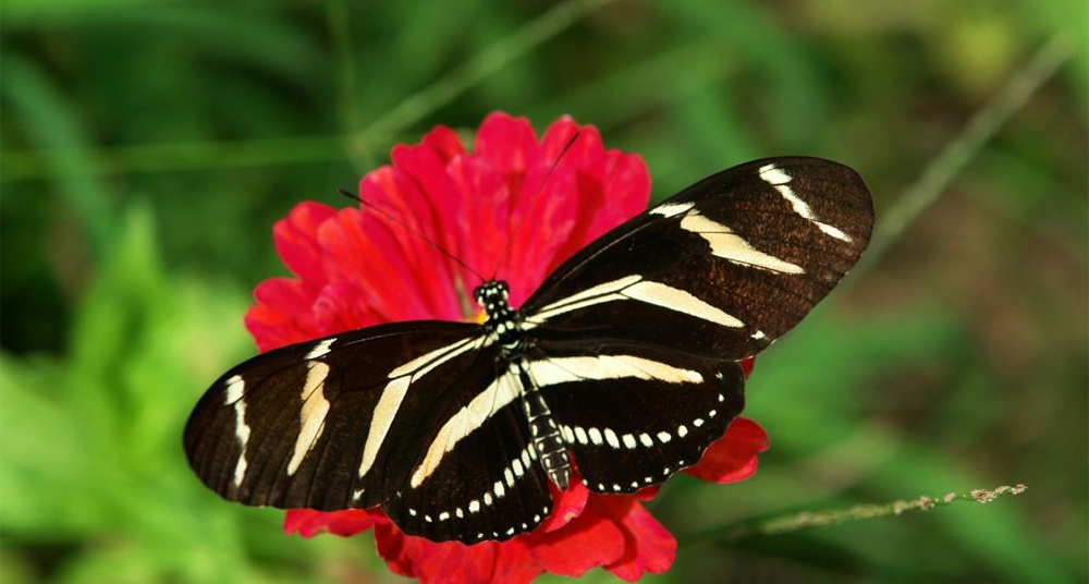 La mariposa cebra fue designada para representar al estado de Florida en 1996.
