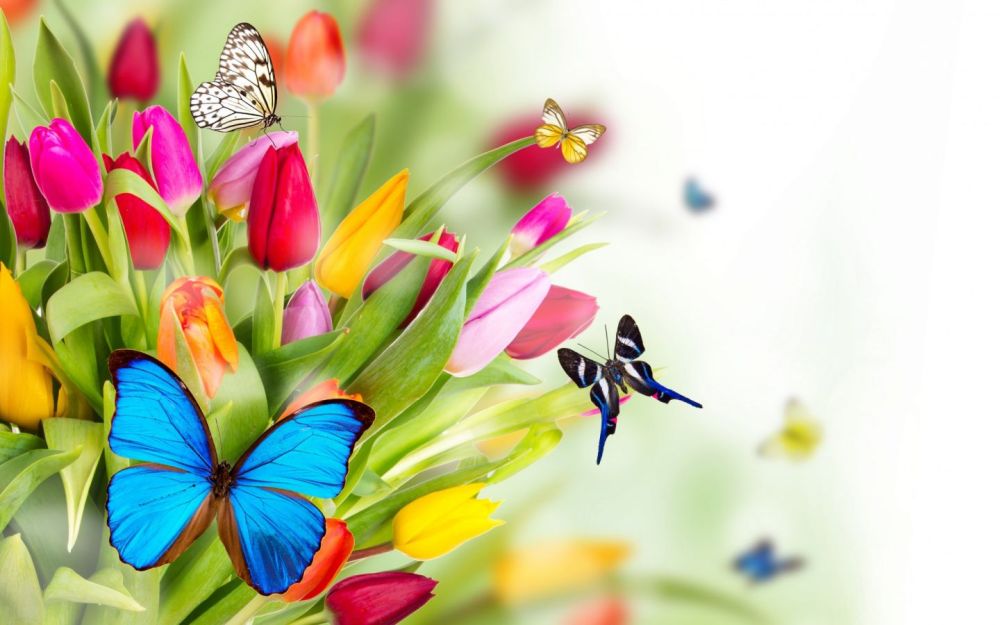 Mariposas-de-colores-wallpaper
