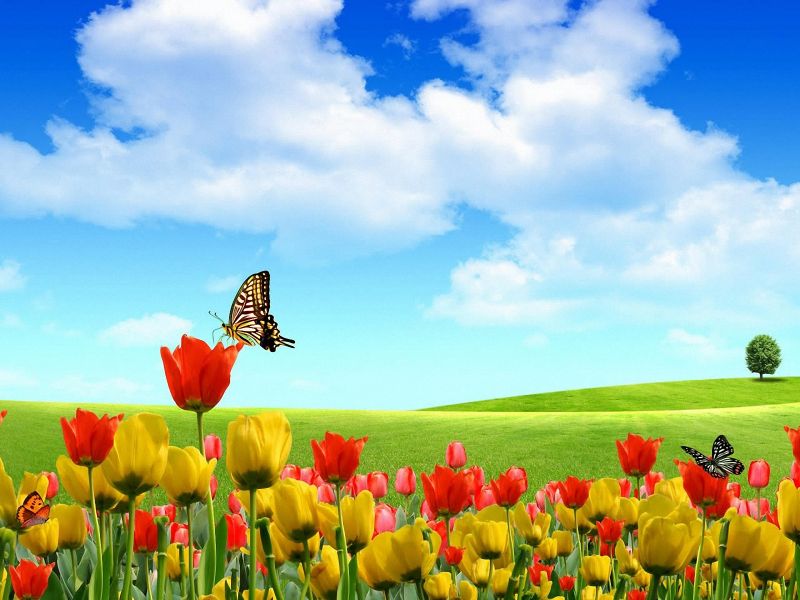 Mariposas y Paisaje_800