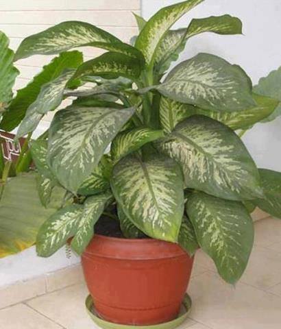 43703454_977436449114957_6644745333865709568_n