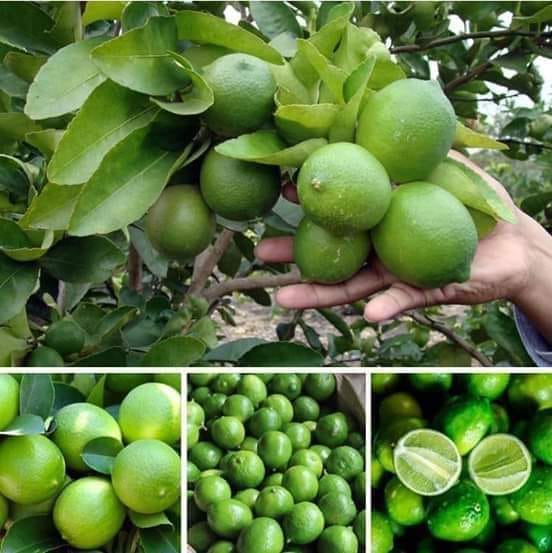 60766211_608730439645668_1801830435274096640_n