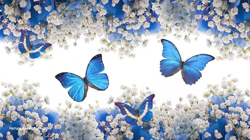 71739030_2743556159010710_2585269531337293824_n