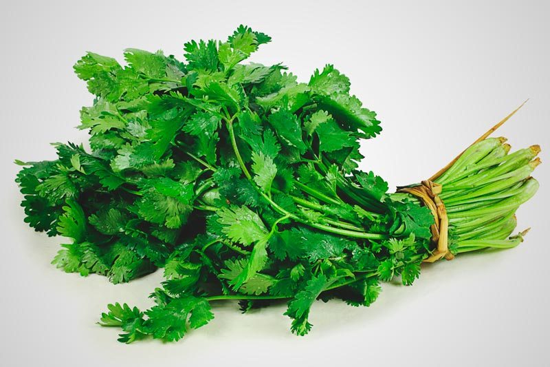 donde-crece-cilantro