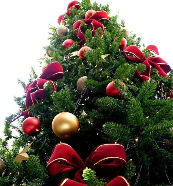 img_como_elegir_un_arbol_de_navidad_3189_600