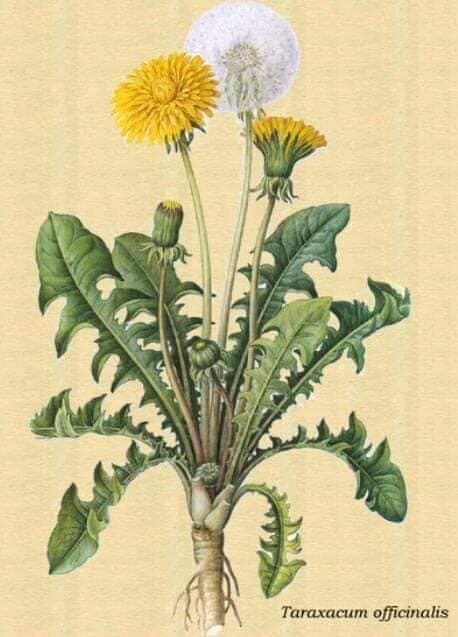 69467301_2390945417861306_2463764670310252544_n