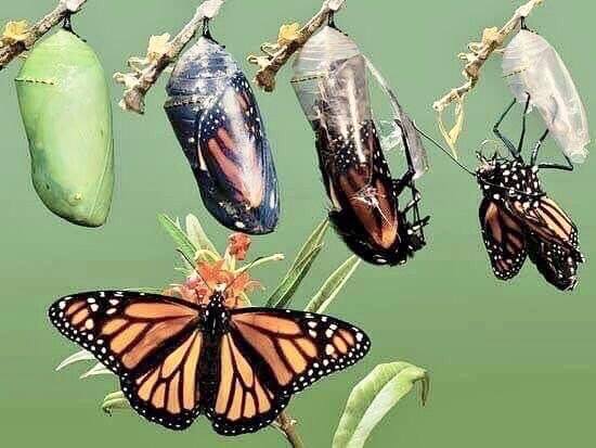 72386257_2743555349010791_5825750982402768896_n