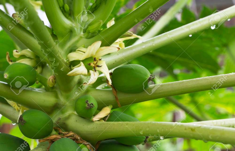78589177-pawpaw-carica-papaya-árbol-femenino-con-flores-femeninas-y-frutas-.jpg