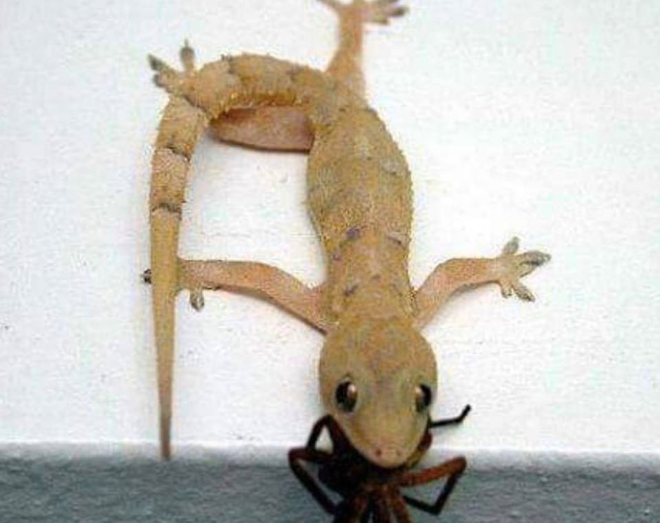 82520797_2595955280682286_8528098393061326848_o