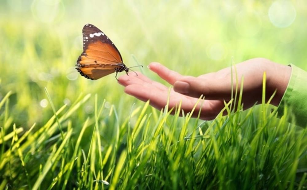 mano-sosteniendo-mariposa