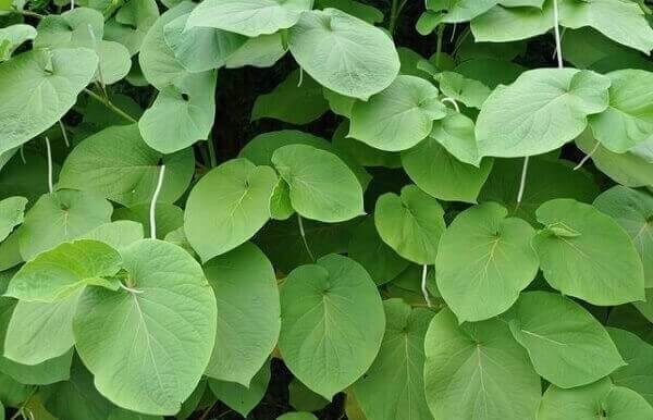 700-gr-de-hojas-de-tlanepa-o-hojas-santa-D_NQ_NP_920972-MLM28600410365_112018-F