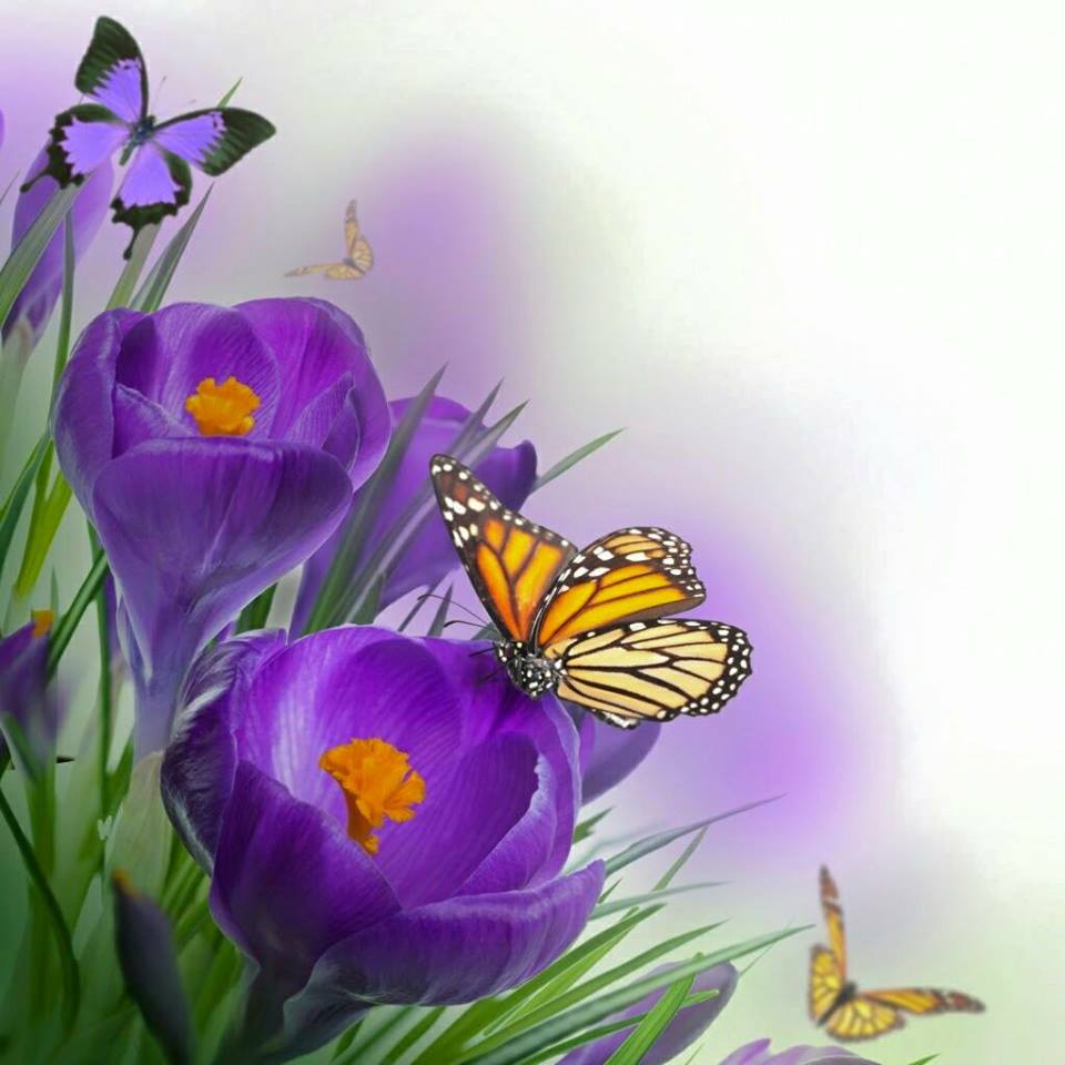 71873997_2744729802226679_3867224493604732928_n