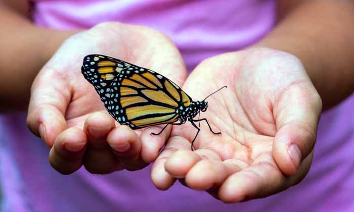 Frases-sobre-las-mariposas