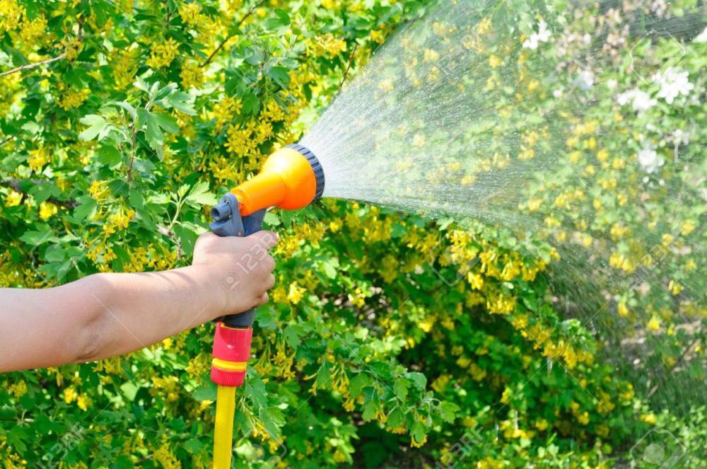 13431050-regar-el-jardín-con-una-manguera-con-un-spray