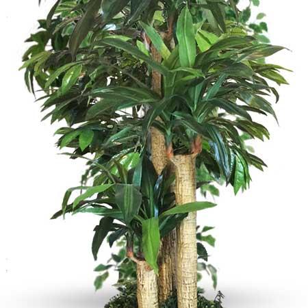 Árbol-Artificial-Palo-de-Brasil-3-Bökgreen