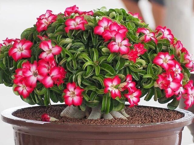 Cómo-cuidar-la-rosa-del-desierto