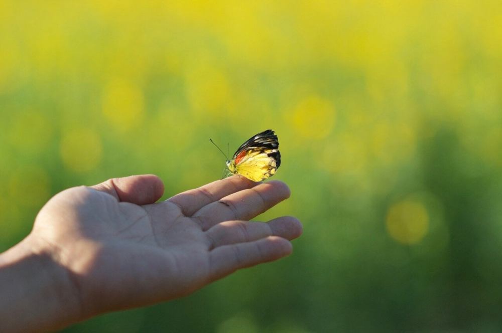mariposa-posada-en-un-dedo
