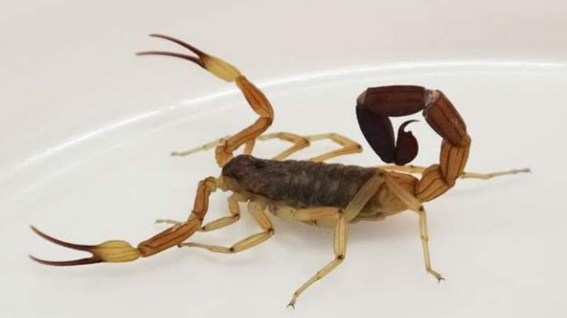 multimedia.normal.94bb6c5ac22ac2e8.616c616372616e5f6e6f726d616c2e6a7067