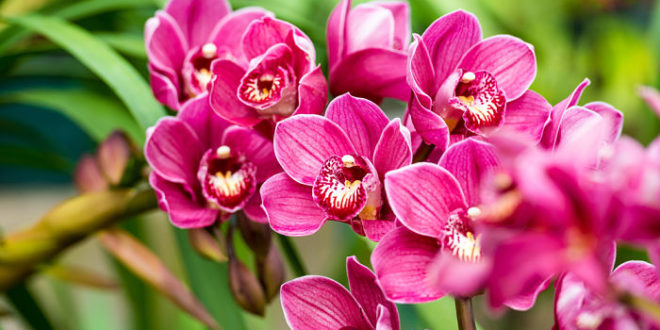 tipos-de-orquídeas-7_opt-660x330