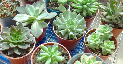 1563975716_archive_energia_transmiten_suculentas_hogar_rz500