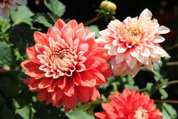 caracteristicas_de_las_dalias_o_dahlias_2460_0_600