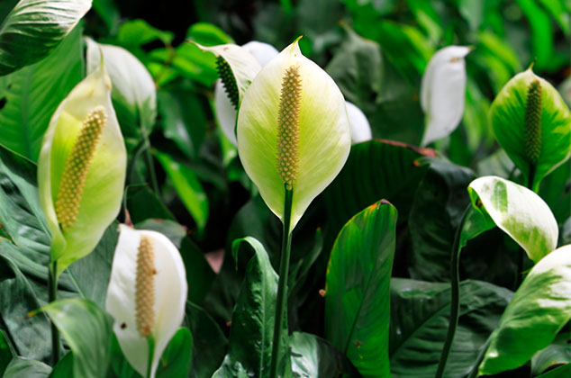cuna-moises-plantas-para-purificar-aire-interiores