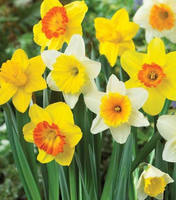 img_29141_ins_3705663_600