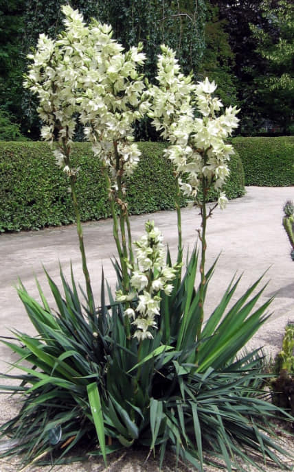 105414565_603866773843918_3497699329136505777_n