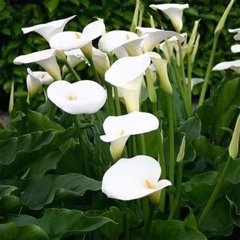 106195647_605463463684249_6346589144884745623_n