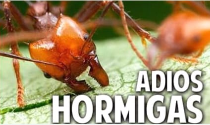 46712022_218412085722724_8723786448915922944_n