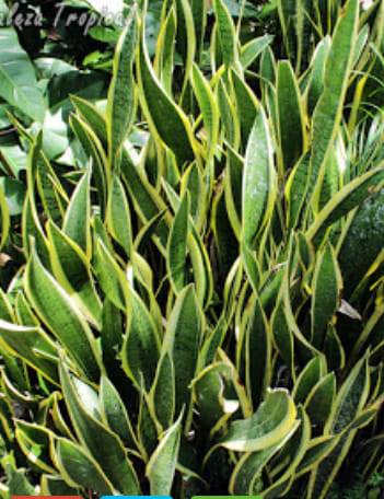 48422061_237290340501565_339345688179507200_n