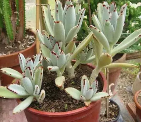 53472661_284250222472243_4337914293195374592_n