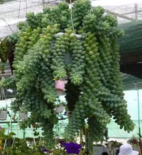 53875474_284215435809055_7254958606355791872_n