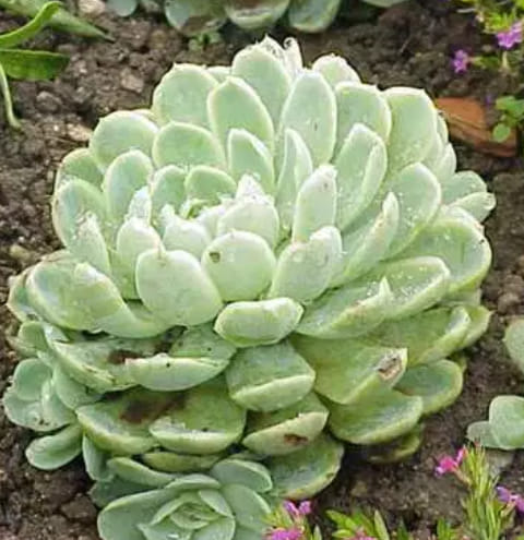 54197840_284231222474143_7803160058694467584_n