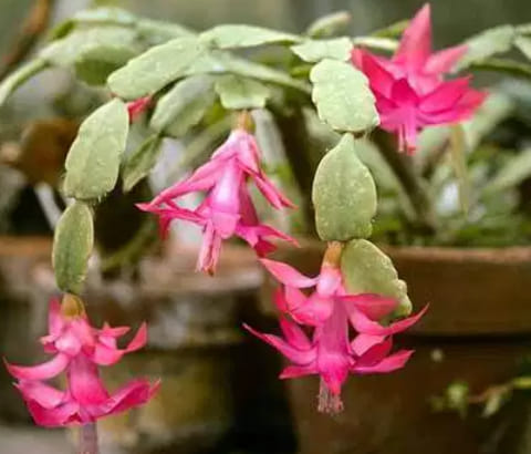 54206271_284216615808937_5108866970141327360_n