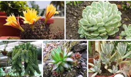 54515274_284210685809530_7309559146905337856_n