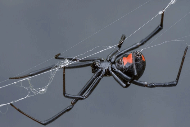 araña-viuda-negra