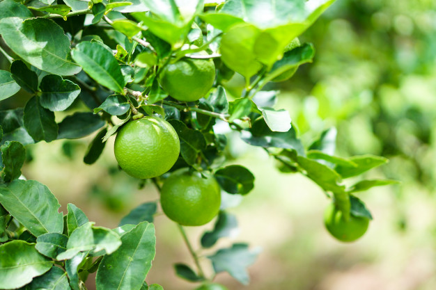 arbol-limon-verde-jardin_44766-7