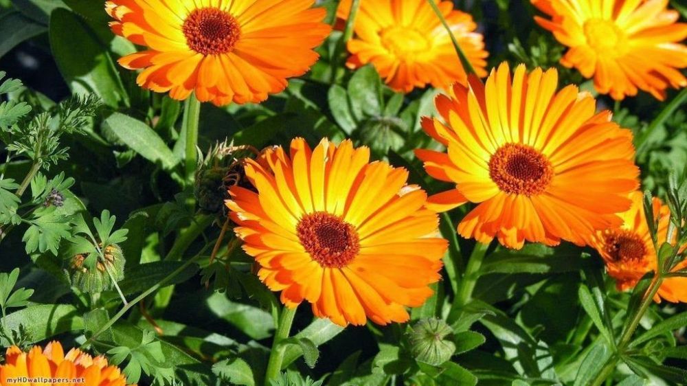 calendula