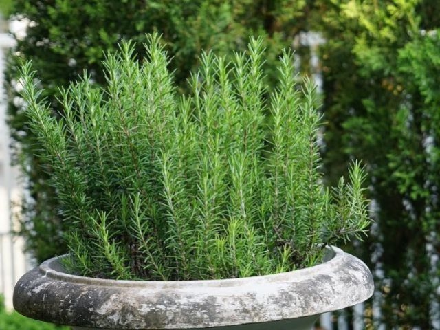 Cómo-cultivar-la-planta-de-romero-e1561467178537