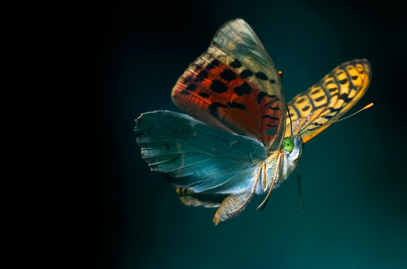 efecto-mairposa-directortic-1